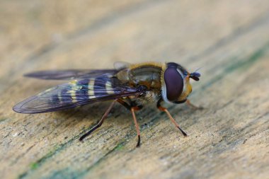 Kıllı gözlü çiçek sineği, Syrphus torvus 'un detaylı görüntüsü