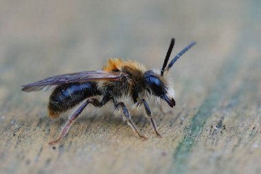 Küçük bir erkek, kırmızı kuyruklu maden arısı, Andrena Hemorrhoa 'ya yakın plan.