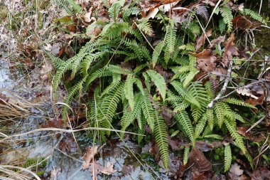 Ormandaki Struthiopteris baharatının yemyeşil geyik eğreltiotu üzerinde doğal yakın plan.