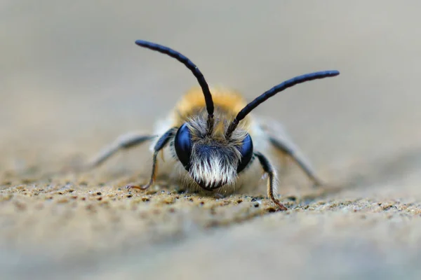 Gedetailleerde Close Een Kleine Mannelijke Roodstaart Mijnbij Andrena Hemorroa — Stockfoto