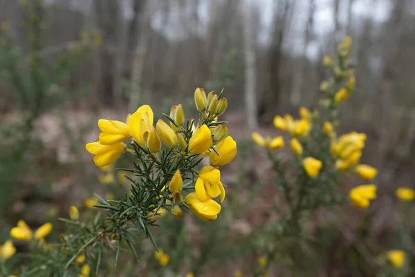 Naturalne Zbliżenie Wczesnym Żółtym Kwitnącym Wąwozie Ulex Europaeus Krzewy — Zdjęcie stockowe