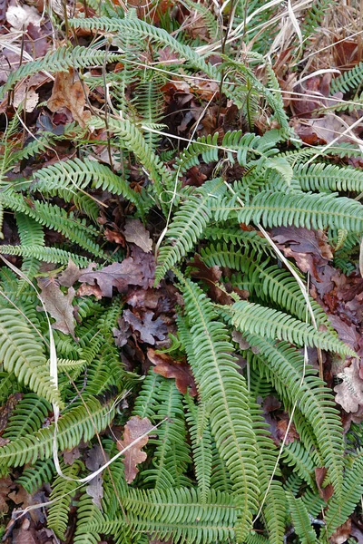 Natural Closeup Evergreen Deer Fern Struthiopteris Spicant Forest — 스톡 사진