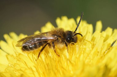 Sarı bir karahindiba çiçeğinin üzerinde oturan dişi gri gagalı maden arısı Andrena Tibialis 'in doğal görüntüsü.