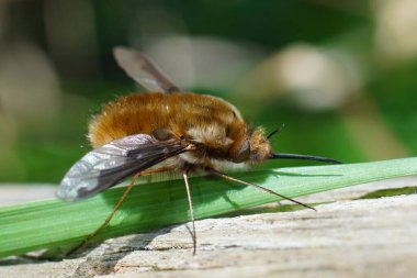 Karanlık hudutlu arı sineğine doğal yaklaşım, Bombylius major, çok uzun hortumları ve kanatlarında koyu lekeleri olan arılara karşı bir parazit.