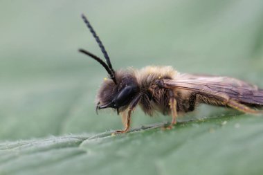 Nadir bulunan Trimmers maden arısı Andrena Trimmerana 'nın bir erkeği hakkında detaylı bilgi. Tipik bir çene-dişli.