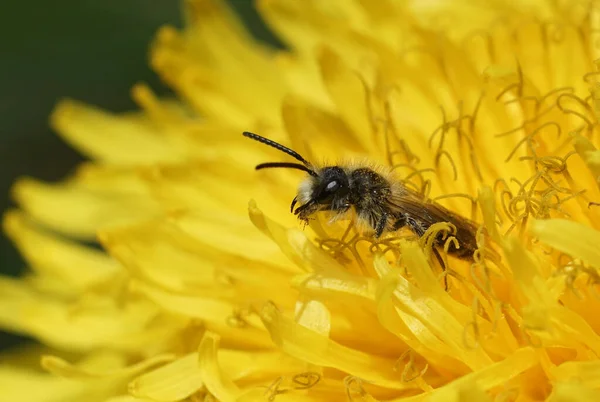 Přirozený Detailní Záběr Samce Malé Rudobřiché Hornické Včely Andréna Ventralis — Stock fotografie