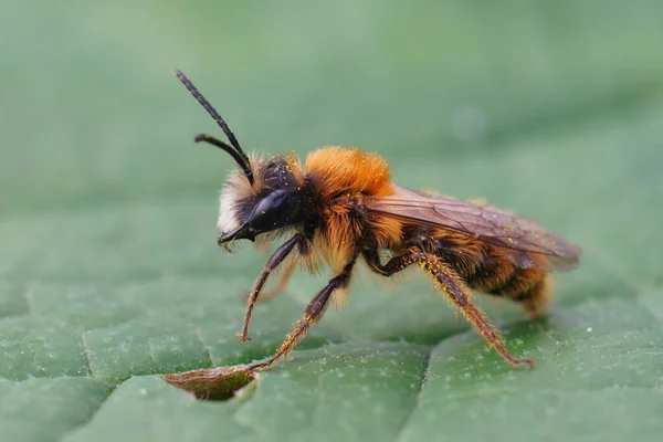 stock image Natural closeup on a colorful fluffy male Tawny mining bee, Andrena fulva, sitting on a green leaf