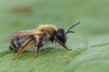 Renkli, gri renkli maden arısı Andrena Tibialis 'in yeşil bir yaprağın üzerinde oturduğu doğal bir yakın plan.