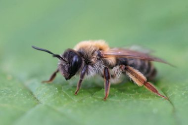 Renkli, gri renkli maden arısı Andrena Tibialis 'in yeşil bir yaprağın üzerinde oturduğu doğal bir yakın plan.