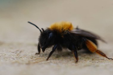 Dişi Clarke 'ın maden arısı Andrena clarkella' nın detaylı görüntüsü.