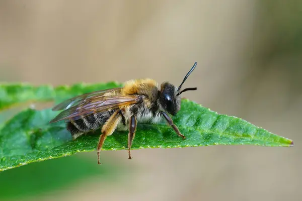 Přírodní Detailní Záběr Barevnou Samici Šedé Gastered Hornické Včely Andrena — Stock fotografie
