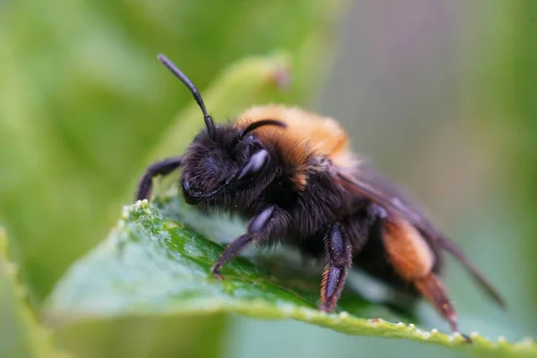 Detailed Closeup Female Clarke Mining Bee Andrena Clarkella Sitting Green — Stock Photo, Image