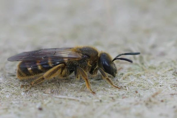 Λεπτομερής Κοντινό Πλάνο Θηλυκό Της Μικρής Κοινής Μέλισσας Lasioglossum Calceatum — Φωτογραφία Αρχείου