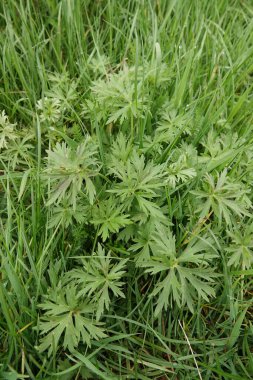 Çayır çiçeği bitkisi Ranunculus 'un tarlada yetişen yapraklarının doğal dikey görüntüsü.