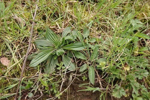 フィールド内の狭い葉の植物 Plantago Lanceolataの新興の葉に自然閉鎖 — ストック写真