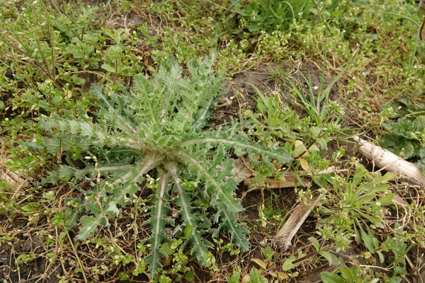 Naturlig Närbild Framväxande Lövverk Prickly Suggtistel Sonchus Asper Fält — Stockfoto