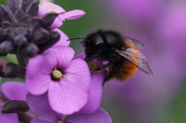 Avrupalı kadın bir meyve bahçesine doğal renklerle yakın plan, Osmia Cornuta mor bir İngiliz Wallflower üzerinde, Erysimum Cheiri