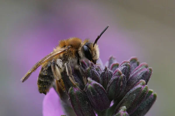 Естественный Крупный План Одинокой Пчеле Няне Андрене Мите Сидящей Верхушке — стоковое фото