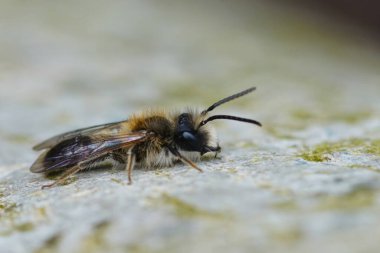 Erkek madenci yalnız arı Andrena mitis 'in ağaçta oturup rüzgardan saklanması doğal bir yakınlaşmadır.