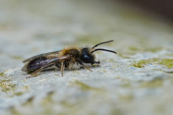 Φυσικό Κοντινό Πλάνο Ένα Αρσενικό Mellow Ανθρακωρύχος Μοναχική Μέλισσα Andrena — Φωτογραφία Αρχείου