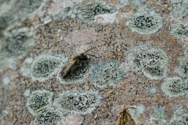 Primer Plano Natural Macho Abeja Solitaria Minero Mellow Andrena Mitis — Foto de Stock