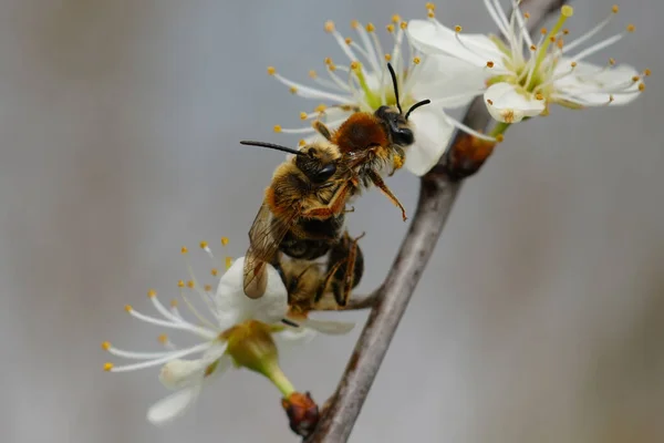 Pionowe Zbliżenie Kopulacji Czerwonoogonowych Pszczół Górniczych Andrena Haemorrhoa Białym Kwiecie — Zdjęcie stockowe