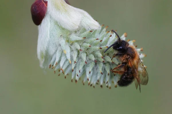 Přírodní Detailní Záběr Samce Dvoubarevné Hornické Včely Andréna Bikolor Sedící — Stock fotografie