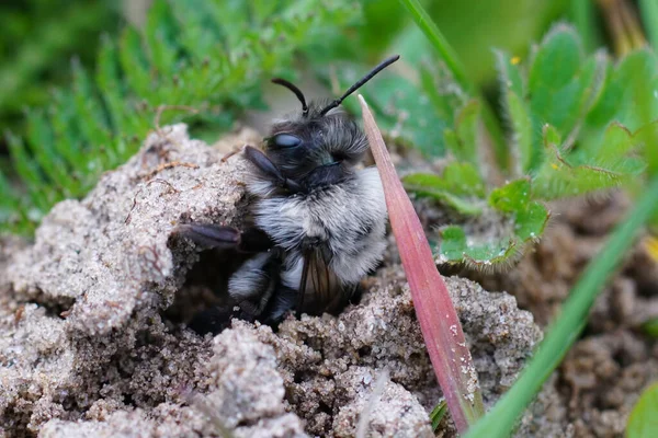 Естественный Крупный План Пушистой Самки Серой Горной Пчелы Андрены Ваги — стоковое фото