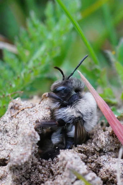 Naturalne Zbliżenie Owłosioną Samicę Szarą Pszczołę Górniczą Andrenę Vagę Wychodzącą — Zdjęcie stockowe