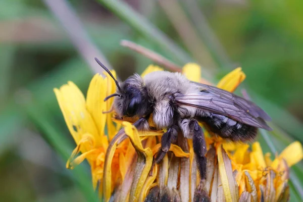 Primer Plano Colorido Natural Una Abeja Minera Respaldo Gris Femenina — Foto de Stock