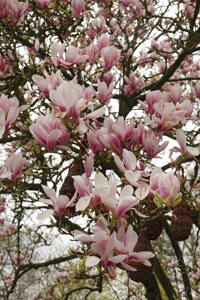 Натуральный Вертикальный Крупный План Красочной Розово Белый Богатый Цветущий Тюльпан — стоковое фото