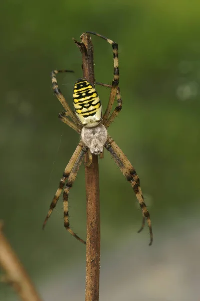 Renkli Eşekarısı Örümceği Argiope Bruennichi Nin Bir Dal Parçasına Asılmış — Stok fotoğraf