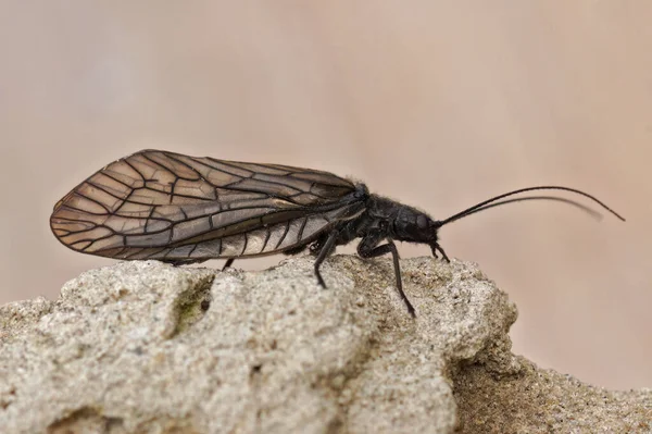 Naturalne Zbliżenie Całego Ciała Alderfly Sialis Lutaria Siedzi Ziemi — Zdjęcie stockowe