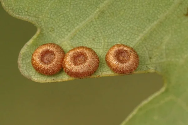Natural Closeup Silk Button Gall Neuroterus Numismalis Wasp Underside Oak — Stock Photo, Image