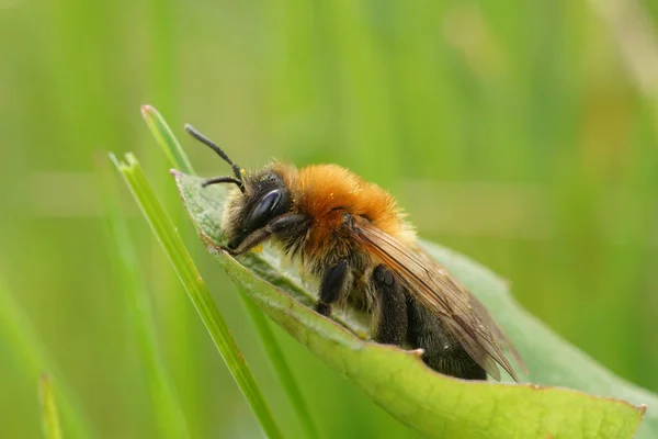 Grunt Fokus Närbild Kvinnlig Grå Lappade Miing Bee Andrena Nitida — Stockfoto