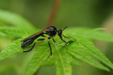Yeşil yaprağın üzerinde oturan kıt kırmızı bacaklı soyguncu, Dioctria cothurnata 'nın doğal yakın çekimi