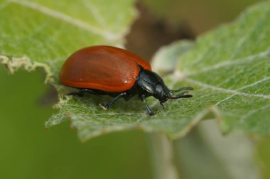 Populus alba yaprağından yiyen kırmızı kavak yaprağı böceği Chrysomela populi 'nin doğal yakın çekimi.