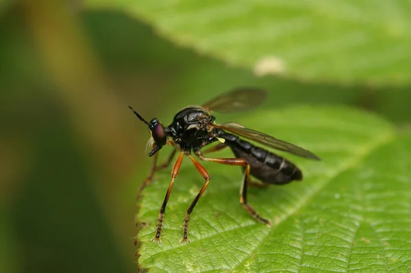 緑の葉の上に座っているDioctria Cothernata 希少な赤い足のRobberflyの自然な閉鎖 — ストック写真