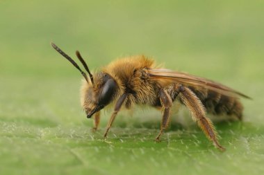 Kıllı, kahverengi dişiye doğal bir yakın çekim. Mellow Minder yalnız arı, Andrena Mtitis yeşil bir yaprağın üzerinde oturuyor.