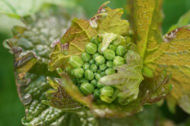 Sarımsak hardalı Alliaria petiolata 'nın çiçek düğmeleri üzerinde doğal detaylı makro çekim