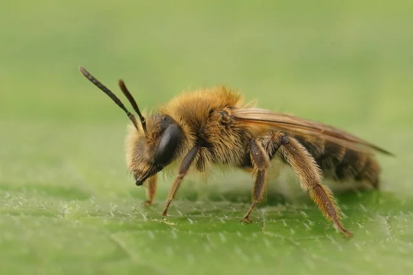 Естественный Крупный План Коричневой Волосатой Самки Одинокой Пчелы Андрены Мтит — стоковое фото