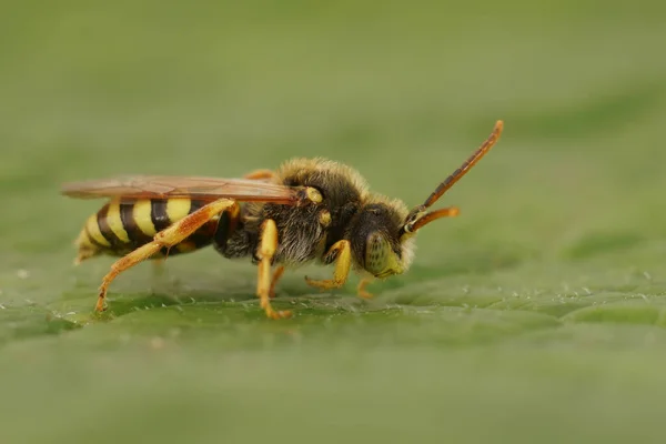 Natuurlijke Close Een Mannelijke Lathbury Nomad Koekoekoek Solitaire Bij Nomada — Stockfoto