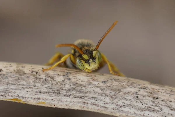 Natural Facial Closeup Male Lathbury Nomad Cuckoo Solitary Bee Nomada — Stock Photo, Image