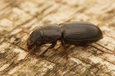 Karanlık zemin böceğinin doğal detaylı görüntüsü, ahşap üzerinde oturan Acinopus resimleri.