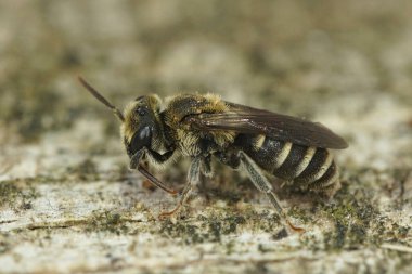 Küçük bir Akdeniz maden arısının doğal detaylı görüntüsü. Andrena Coltiforis tahtada oturuyor.
