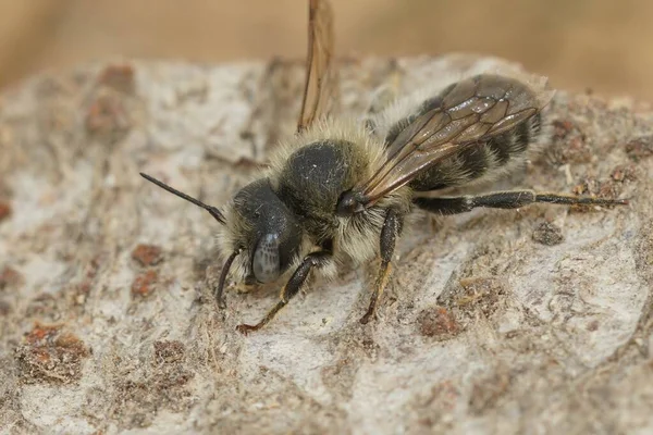 法国南部一只名叫Hoplitis Bisulca的雌蜂的自然特写 它坐在一块木头上 — 图库照片