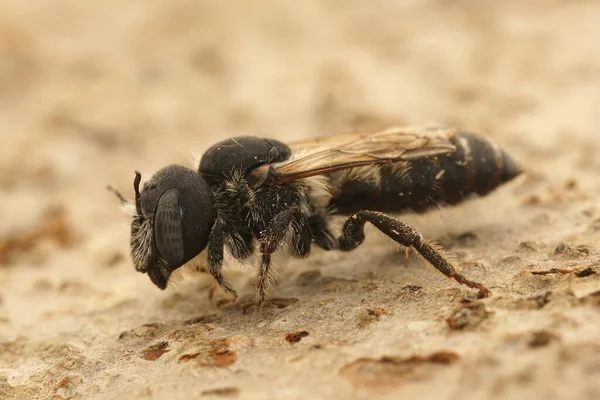 Naturlig Detaljerad Närbild Åldrad Hårlös Kvinnliga Bisulkat Small Mason Bee — Stockfoto