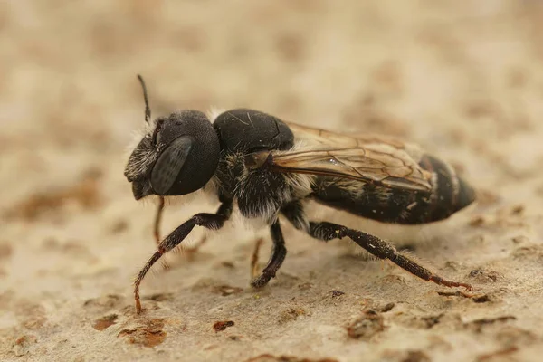 프랑스 남부에 털없는 메이슨 Bisulcate Small Mason Bee 자연의 — 스톡 사진