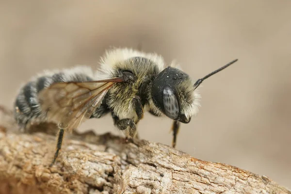 Přírodní Detailní Záběr Fenku Bisulcate Small Mason Včela Hoplitis Bisulca — Stock fotografie