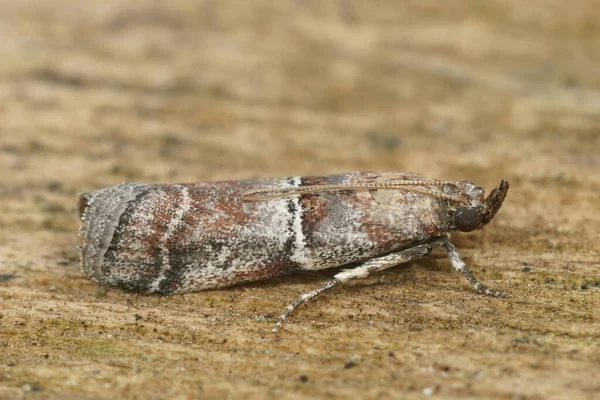 Přírodní Detailní Malé Ale Barevné Středomořské Alophia Combustella Crambidae Moth — Stock fotografie